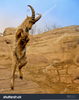 Ibex Jumping Video Image