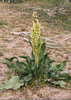 Wild Rhubarb Weed Image