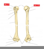Anatomical Neck Image
