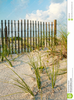 Dune Grass Clipart Image