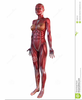 Female Muscle Clipart Image