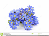 Forget Me Not Clipart Image