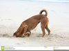 Dog Digging Clipart Image