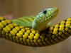 Snake Image