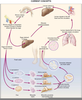 Schistosomiasis Life Cycle Image