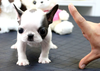 Micro French Bulldog Image