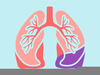 Lungs Clipart Image