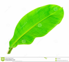 Clipart Palm Leaf Image