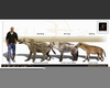 Cave Hyena Size Image