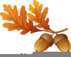 Free Clipart Acorns And Leaves Image