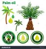 Palm Oil Vector Image