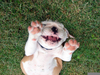 Smiling English Bulldog Image