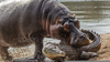 Hippopotamus Vs Crocodile Image