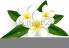 Clipart Orchids Free Image