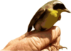 Yellowthroat Bird Clip Art