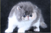 Cute Persian Names Image