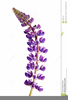 Lilac Flower Clipart Image