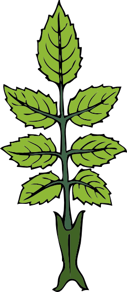 free mint leaves clipart - photo #14