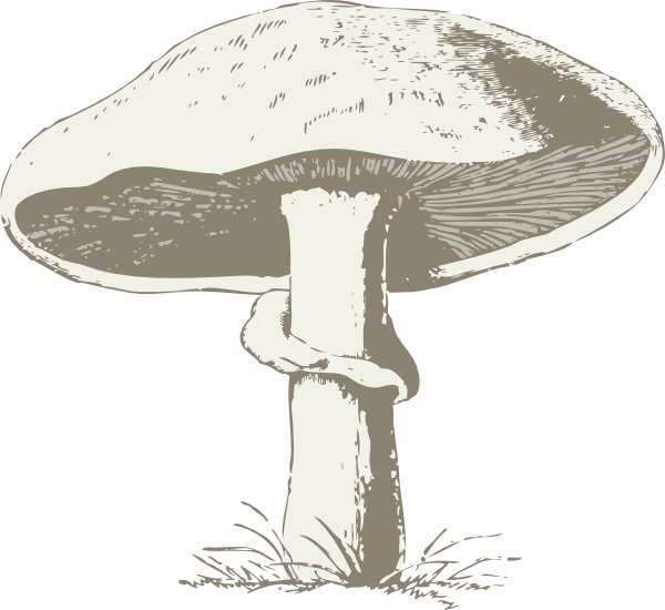 Mushroom Clip Art At Clker Com Vector Clip Art Online Royalty Free Public Domain