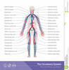Human Body System Clipart Image