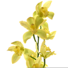 Orquideas Amarillas Nombres Image