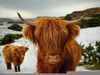 Cute Highland Cattle Image