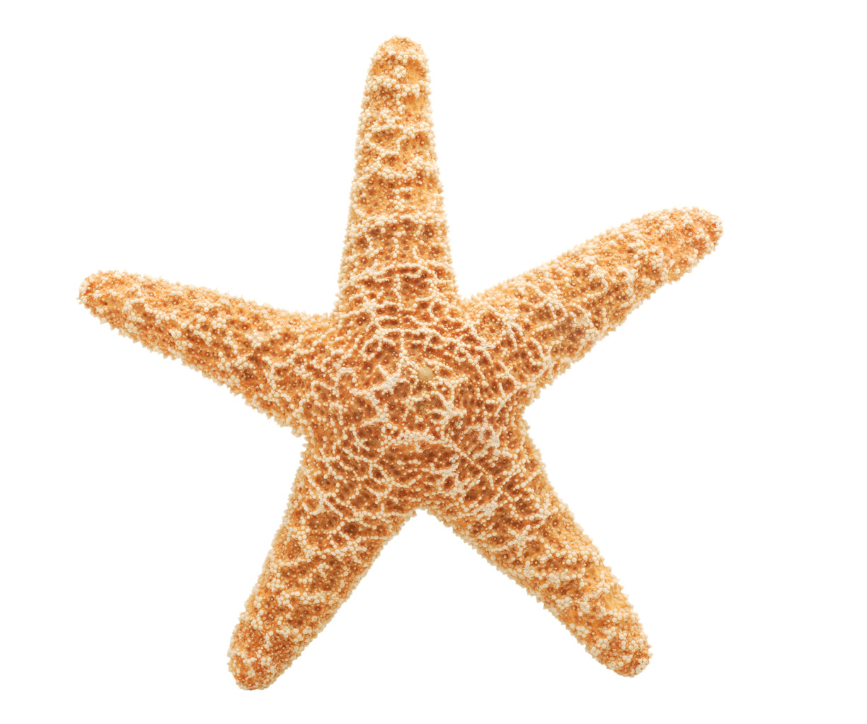 free starfish clipart - photo #9