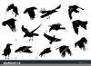 Crows Clipart Free Image