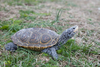 Diamond Terrapin Turtle Reptile Malaclemys Terrapin W H Image