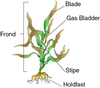 Seaweed Diagram Image