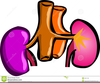 Happy Kidney Clipart Image