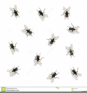 Fly Clipart Black And White  Free Images at  - vector clip art  online, royalty free & public domain