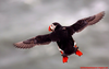 Puffin Flying Youtube Image