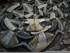 Gaboon Viper Head Image