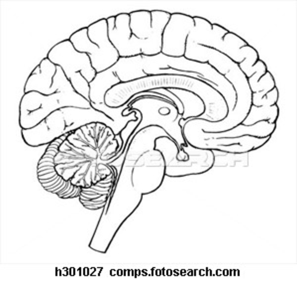 Brain Sagittal Section H | Free Images at Clker.com - vector clip art
