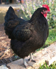 Black Australorp Chicken Image