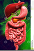 Digestive System And Clipart Image