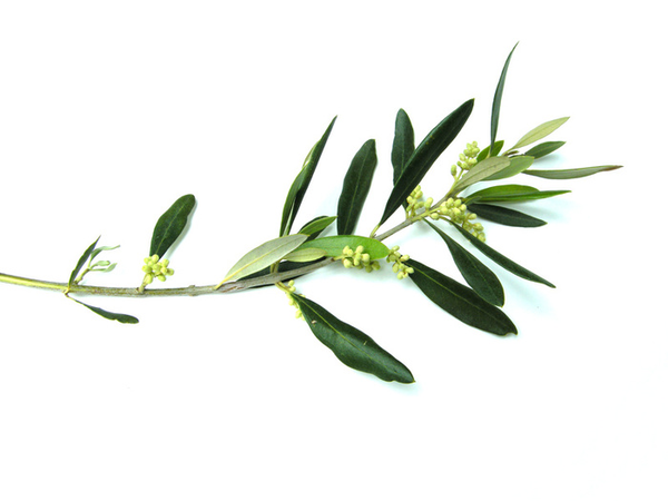 free clip art olive leaf - photo #27