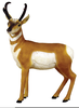 Antelope Clipart Image