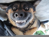 Funny Dog Smile Image