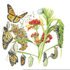 Butterfly Life Cycle Clipart Image