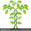 Free Genetics Clipart Image