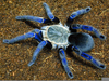 Blue Tarantula Spider Image