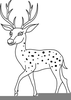 White Tailed Deer Free Clipart Image