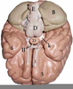Inferior Brain Model Image