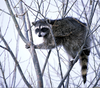 Raccoon Clipart Public Domain Image