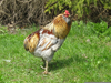 Araucana Cockerel Image