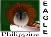 Philippine Eagle Clip Art