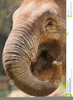 Elephant Trunk Clipart Image