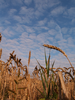 Cornfield Image